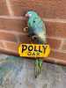 SMALL POLLY GAS ENAMEL SIGN